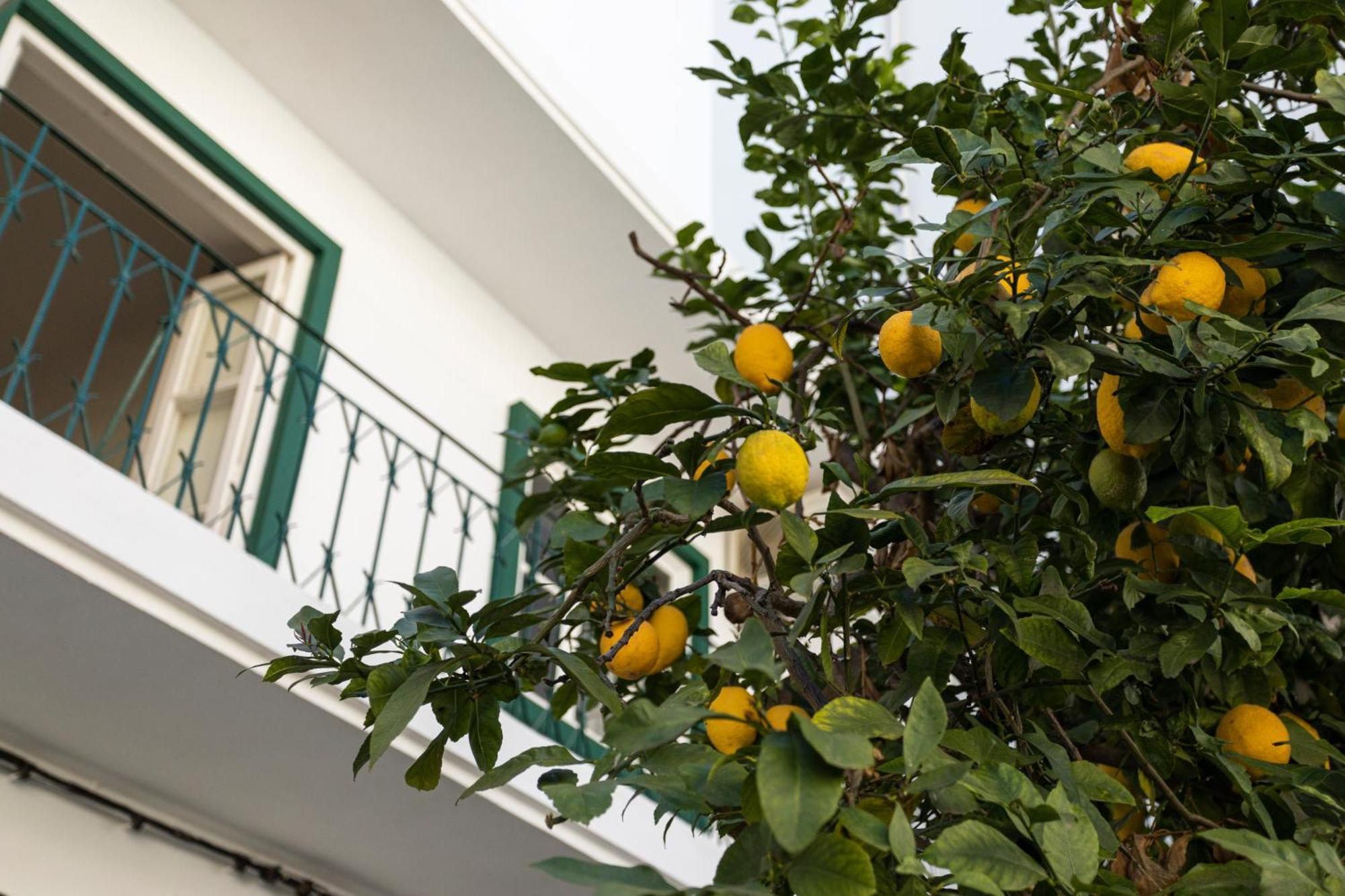 Lemon Hostel Faro Exterior foto